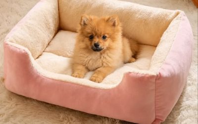 Unlock Better Sleep with the Right Pet Bed Choice